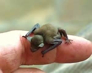 A vampire bat will rarely bite a person—but if it does, it will then probably come back the next night to feed again from that same person. Amazingly, vampire bats can tell people apart by the way they breathe. Vampire bats do not actually