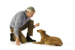 Was the obedience training for your dog worth the time and money invested?