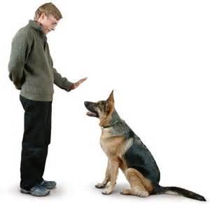 Did you ever go through any of these situations due to dealing with untrained dogs?