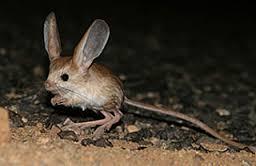 jerboa tellwut com