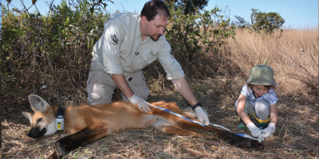Maned wolves have chestnut red pelage over rather large bodies, and black pelage on their long, slender legs, feet and muzzle. They have long red fur covering necks, backs, and chests which they can stand on end to give the appearance of a mane. The maned wolf also differs from true North American wolves in diet and temperament. These gentle and very timid wolves are solitary by nature. Only during the breeding season would you generally see more than one at a time. The maned wolf is omnivorous, eating a combination of fruits, vegetables and meat. It often preys on small birds, rodents and frogs, and favors fruits such as bananas, apples and avocados. Did you know these canines also eat fruits before this survey?
