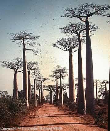 (Source: independent.co.uk) The Baobab tree is an integral part of the African landscape. Nicknamed the