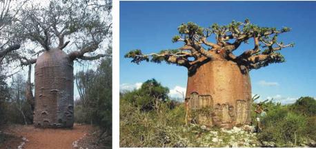 The baobab fruit has three times as much vitamin C as an orange, 50 per cent more calcium than spinach and is a plentiful source of anti-oxidants, those disease-fighting molecules credited with helping reduce the risk of everything from cancer to heart disease. Now that the baobab fruit has won approval from EU food regulators, they expect it to be winging its way to a supermarket shelf in Europe soon. Did you ever try the Baobab's fruit?