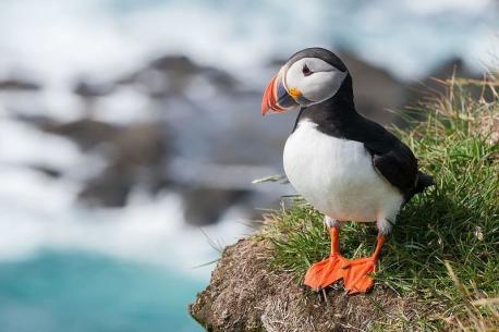 The main challenges for puffins these days are the effects of climate change on their food supply. Climate change is affecting the food chain from the bottom up. From plankton to foraged fish that the puffins feed on. As the world's oceans warm, fish are dying off or moving to different parts of the ocean, making it hard for puffins to get enough food to raise a chick. For puffins to get enough food, the right type of fish needs to be available at the right time of year, and in abundance. Even a food fish's body type can lead to problems. It has to be just the right shape or they can't even swallow it. Is foraged fish easy to find in your area?