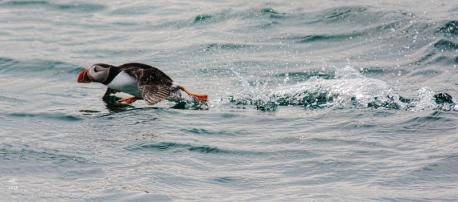 While the changing global climate is easily the most devastating factor affecting puffins, it is far from the only thing putting them at risk. As humans move in closer to the puffins' habitat, baby chicks are confusing the artificial lights from homes and businesses for the stars that would usually guide them to sea.