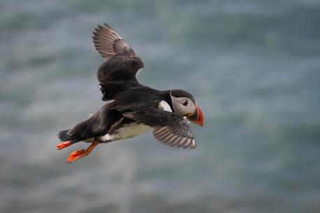 Then there are the predators. Despite their imposing beaks, puffins make for easy pickings for a number of predators. The colony Thorpe helps protect has seen rodents decimate the local puffin population by eating the helpless chicks right in their underground nests. Larger gulls can also be a danger. Even humans have historically hunted puffins for their feathers and meat. While the practice of eating puffin has fallen out of favor across much of the world, the people of the Faroe Islands still see the puffin as food. Have you ever eaten puffin?