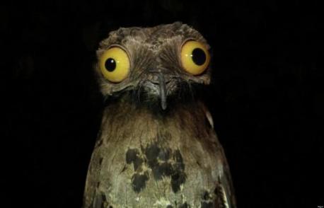 Potoos are a group of near passerine birds related to the nightjars and frogmouths. They are sometimes called poor-me-ones, after their haunting calls. Do you know any other bird as good as the potoo to camouflage on the trees?