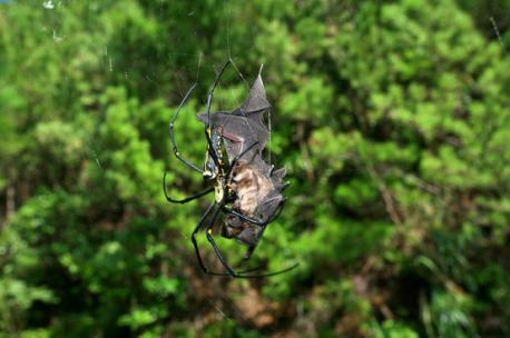 BAT-EATING SPIDERS: Spiders famously dine on flies, but there are quite a few that prefer a heftier meal. Bat-eating spiders can be found all over the world, but around 90 percent of them live in warmer climates. A common bat-killer is the Nephila pilipes spider, or Giant Golden Orb Weaver, which regularly catches bats in its web. These spiders can be found in many countries, including Australia, Japan and India. And females of this species can grow up to 8 inches (20 centimeters) long - much larger than the males. I've always thought the bats could be considered predators for spiders. I've just found out they can be targeted by spiders too. Have you ever seen a spider eating a bat or any other small animal?