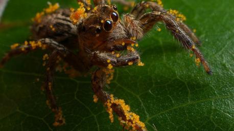 VEGGIE-EATING SPIDERS: Some spiders are healthy eaters that chow down on greens as part of their diet. A 2016 study investigated instances of spiders eating plant products and found that about 60 percent of the reported instances came from members of the jumping spider family (Salticidae). Researchers say that spiders might eat greens to make them more resilient in times of food shortages. In about 75 percent of reported cases, spiders were seen to be eating nectar, which can end up getting stuck all over their bodies. Some even feast on honeydew, and two species (Myrmarachne foenisex and Myrmarachne melanotarsa) have been seen 