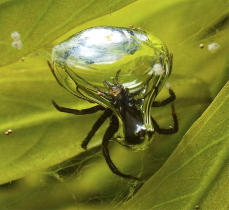 SCUBA SPIDER: Diving bell spiders (Argyroneta aquatica) can use air bubbles to breathe underwater, essentially treating them like mini scuba-diving tanks. The spiders are tiny, measuring just 0.4 to 0.6 inches (10 to 15 millimeters) long, so one bubble can supply more than a day's worth of air. German scientists mimicked extreme low-oxygen conditions in a lab and watched the clever critters construct webs between pondweeds and aquarium sides, and then collect large air bubbles on their abdomen and rear legs. Do you know other insects that use air bubbles to breath underwater?