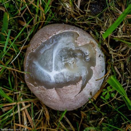 The egg-stage is ovoid in shape and 4 - 6 cm high by 2 - 4 cm wide. The surface is whitish and soon becomes marked with furrows which outline the arms. The endoperidium (inner layer of fruitbody wall) is greenish-brown and gelatinous. The gleba (spore-bearing tissue) is olive-brown, blackish at maturity, mucilaginous (sticky), and borne on the inner face of the arms. The receptacle has a short, hollow stem 3 - 6 cm high and 1 - 3 cm wide and is pale below and pinkish above. It has four to eight slender, pointed, chambered, pink to reddish arms each 5 - 10 cm long. These are joined at the tip at first, but soon break free, spreading and drooping. The spore mass is olive-brown. Have you ever seen a fungus with similar growth cycle? If you did, please give us some details about it.