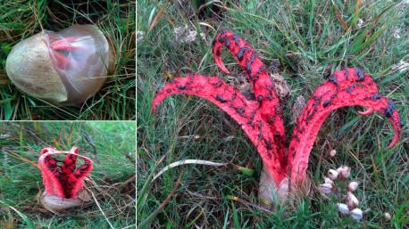 The unexpanded eggs of stinkhorns (Phallus species), despite their gelatinous nature, are eaten and even considered a delicacy in some countries. However, there is little such use for species of the genus Clathrus, and nothing seems to be known about such uses of C. archeri. The related C. ruber is said to be edible in the egg stage, although there is at least one early report of poisoning from this species. Clathrus ruber has also been suspected in France to cause eczema, convulsions, sickness and even cancer if handled. Did you ever eat these eggs?