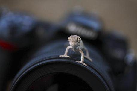 Other chameleon species lay eggs that have an incubation period of four to 24 months, depending on species. The size of the chameleon predicts how many eggs she will lay. Small chameleon species lay two to four eggs while larger chameleons lay 80 to 100 eggs at one time. Did you ever find chameleon eggs?