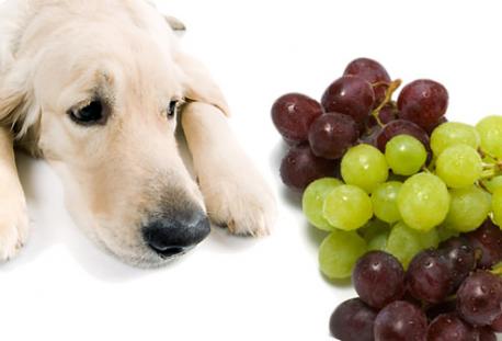 Grapes and raisins are other common hazards for pets during the holidays. It may sound unusual, but any candied raisins found in fruit cake or grapes found on appetizer platters could spell bad news for your pet. The other reason we get a lot of grape and raisin poison calls, is because holidays are a time when family and friends visit — and they are sometimes unaware that grapes and raisins are poisonous to dogs and cats. Do you make sure to let everyone know that these items are quite dangerous for pets?