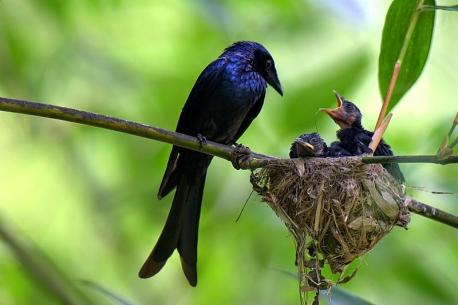 When tricks fail, the clever birds deploy another trick: they imitate their victim's alarm call or that of another species, which means that they are paying close attention to their target's responses to their calls, employing a sophisticated cognition that researchers usually reserve for humans only. Have you ever seen a drongo in his natural environment?