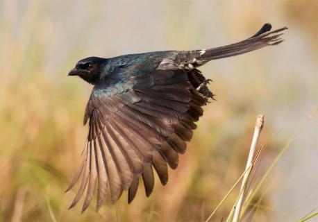 Does this bird's behavior remind you about how some humans work hard to know their victims so they can easily scam them?