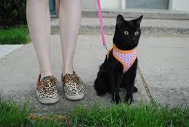 Are there people walking cats on a leash in your area?