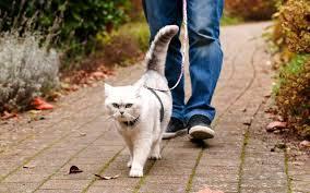 Does walking a cat on a leash seem to be a good idea when it's almost certain you will come across dogs on most walks?