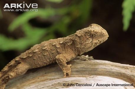 A newly hatched tuatara, roughly the size of a paperclip, may take more than 20 years before it's old enough to reproduce—if isn't eaten first. Even then, a female may only lay a clutch of eggs every few years. They can live for more than 100 years. Curiously rats and possums and other non-native species in New Zealand threaten tuataras. Can you recall any other species threatened by rats?