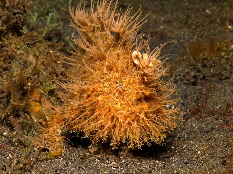 The Frogfish lives in the tropical and subtropical regions of the Atlantic and Pacific, as well as in the Indian Ocean and the Red Sea. Frogfish have a modified dorsal fin that has a retractable lure resembling a shrimp, which is used to attract their prey. If their lure is eaten or damaged it can be regenerated. They are carnivores. They eat fish, crustaceans and even other frogfish. Do you know any other similar fish, with such a great ability to camouflage themselves in their environment?