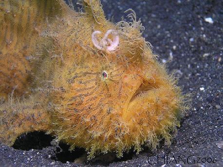 Frogfish rarely swims. It usually walks on the sea floor using the modified pectoral fins. Do you remember any other 