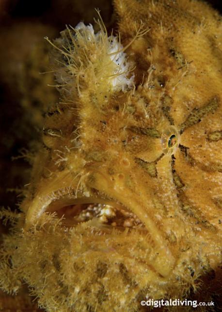 Frogfish can swallow the prey that is 2 times bigger than the fish itself thanks to ability to expand the mouth 12 times of its normal size. Frogfish does not have teeth and it swallows the prey in one piece. Did you know this fact?