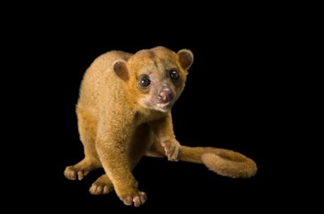 Do you know anyone who has a kinkajou as a pet?