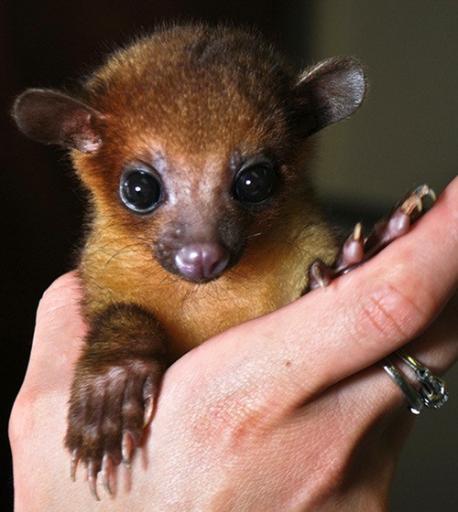 Kinkajous weight 3 to 7 pounds. They are rather small: head and body, 17 to 22 in; tail, 16 to 22 in. Would you like to have one of these cute omnivores as a pet?