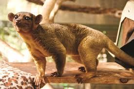 Do you consider it's fair for the kinkajou to be kept as a pet?