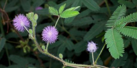 This sensitive plant is semi-erect or ground-hugging herb up to 80 cm tall, often forming a small bush. Heavily armed with small thorns. Leaves composite, sensitive and soft-textured. Flowers pale pink to lilac, in stalked heads up to 2cm in diameter. Fruits pod-like up to 18mm long with prickly margins. Pollinated by wind and insects. Is this plant easy to find in your area?