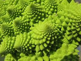 (Source: Wikipedia) Romanesco broccoli, also known as Roman cauliflower, Broccolo Romanesco, Romanesque cauliflower or simply Romanesco is an edible flower bud of the species Brassica oleracea. First documented in Italy, it is chartreuse in color. Romanesco has a striking appearance because its form is a natural approximation of a fractal. When compared to a traditional cauliflower, its texture as a vegetable is far more crunchy, and its flavor is not as assertive, being delicate and nutty. The Romanesco has been grown in Italy since the 16th century. Did you ever eat it?
