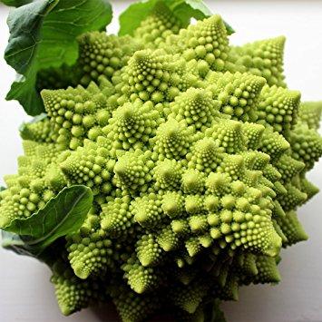 The causes of its differences in appearance from the normal cauliflower and broccoli have been modeled as an extension of the preinfloresence stage of bud growth, but the genetic basis of this is not known. This plant looks quite interesting. Would you like to grow one at home?