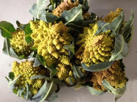 Romanesco superficially resembles a cauliflower, but it is chartreuse in color, and its form is strikingly fractal in nature. The inflorescence (the bud) is self-similar in character, with the branched meristems making up a logarithmic spiral. In this sense the bud's form approximates a natural fractal; each bud is composed of a series of smaller buds, all arranged in yet another logarithmic spiral. This self-similar pattern continues at several smaller levels. The pattern is only an approximate fractal since the pattern eventually terminates when the feature size becomes sufficiently small. The number of spirals on the head of Romanesco broccoli is a Fibonacci number (In mathematics, the Fibonacci numbers are the numbers in the following integer sequence, called the Fibonacci sequence, and characterized by the fact that every number after the first two is the sum of the two preceding ones: 1, 1, 2, 3, 5, 8, 13, 21, 34, etc) Is there any other plant you know that shows similar fractals?