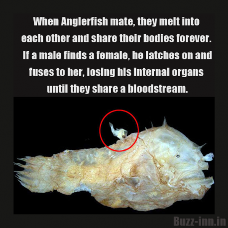 The male, though permanently fused to the female's belly, was still surprisingly agile and flexible. Are there any other creatures you can mention that live fused to each other permanently, or for long periods of time without damaging each other?