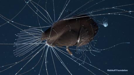 The anglerfish can rarely survive when taken out of the ocean. Is there any other creature you can mention that dies almost immediately when captured for research?