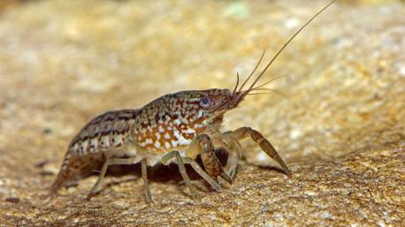 A bit more than 25 years ago, the marbled crayfish did not exist at all. Now, they can be found in the wild by the millions in Germany, Czechia, Hungary, Croatia, Ukraine, Japan, and Madagascar. Online advice to marmorkreb owners is clear: they breed like bunnies. 