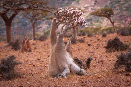 A bottle tree, Socotra's desert rose (Adenium obesum), in bloom on Socotra Island. This unusual flower is unique to the island. In order to save this plant, do you consider it would be a good idea to try to grow it somewhere else?