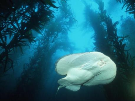 Electroreceptive Fish