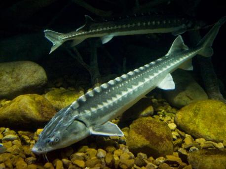 Stellate Sturgeon Stellate or 