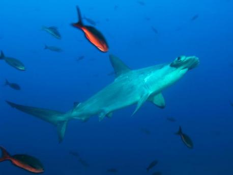 Scalloped Hammerhead Shark Hammerhead sharks are consummate predators that use their oddly shaped heads to improve their ability to find prey. Their wide-set eyes give them a better visual range than most other sharks. And by spreading their highly specialized sensory organs over their wide, mallet-shaped head, they can more thoroughly scan the ocean for food. One group of sensory organs is the ampullae of Lorenzini, which allows sharks to detect, among other things, the electrical fields created by prey animals. The hammerhead's increased ampullae sensitivity allows it to find its favorite meal, stingrays, which usually bury themselves under the sand. Some scientists have suggested the sensors also help hammerheads navigate on their massive migrations by following magnetic field 