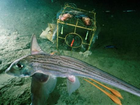Chimaera Trailing twin egg cases, a chimaera glides through Japan's Suruga Bay. Once released, the yolk-rich cases feed the young for as long a year. This group of fish is distantly related to sharks but difficult to classify—the two lineages split some 400 million years ago. Since that time chimaera have remained in isolation and retained their electroreceptive abilities. Do you know any other fish that takes care or their young for such a long period?