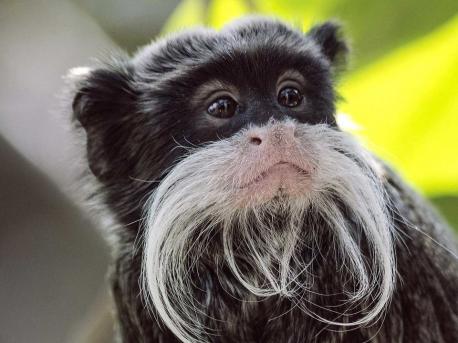 Bearded tamarin monkey | Tellwut.com