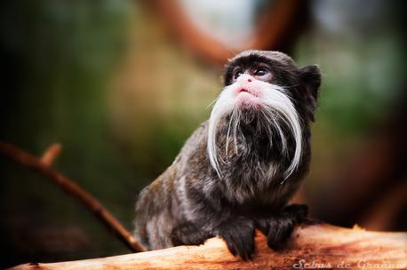 While most monkeys are undoubtedly cute, the bearded tamarin monkey manages to take cuteness to a whole new level. The tamarin is instantly recognizable by its adorable white beard and mustache, which give it a striking appearance when set against its pink nose and grey fur. Does this little creature that seems to have been created by Dali remind you about any other animal?