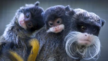 The bearded tamarin is most active during the day, and it is an animal constantly in motion. Their small sizes make them agile creatures, and enables them to leap from branch to branch. The Bearded tamarin is social, and lives in groups of two to fifteen monkeys. Each group is led by the eldest female, followed by mature males. They are playful and, when relaxing, they will groom one another. When there is a danger, the bearded tamarin lets out shrieks and shrills to warn others in the group. It is a highly territorial monkey, and will zealously defend its territory against other tamarins or other smaller monkeys.. Are there any other very small monkeys that you remember?