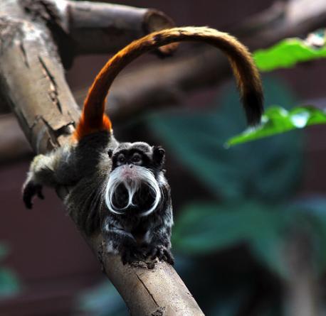 The diet of the bearded tamarin is comprised in large part by carbohydrate-rich plants, with supplementary small animals and insects in smaller proportions. Of the plants they feed on, fruit, nectar, and tree sap are their favorites. They eat insects such as locusts, beetles, snails, crickets, butterflies, spiders and ants. They also may plunder a bird's nest for eggs, or catch and eat small reptiles, like lizards and tree frogs. In dry seasons they eat more nectar than during wet seasons. According to the Durrell Wildlife Conservation Study, 95 percent of the bearded tamarin diet is comprised by fruit during the wet seasons. Did you ever have a chance to meet one of these creatures?