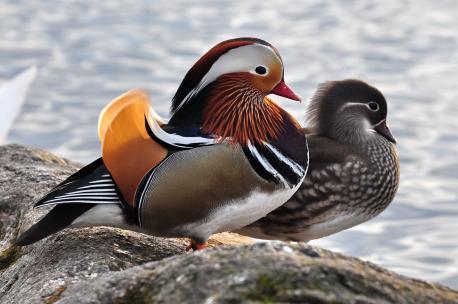 (Source: worldatlas.com) Mandarin ducks (Aix galericulata) are famous for the gorgeous, colourful appearance of their males. The male duck adorns a dramatic display of colors, including that of its iconic red beak, its multihued crest with overlapping shades of black, green, blue and copper colors, and an overall golden appearance, with bright, golden-orange feathers hanging down the neck like a mane. A crescent-shaped white lining surrounds the eyes and extends to the sides of the neck. The feathers in the lower breast and belly region are whitish, while the feathers on the dorsal side are olive-brown in color. A pair of golden-orange wings extend out from the back of the duck while sitting. These act like sails when the bird floats or swims in the water. Can you mention any duck that looks more beautiful than this one?