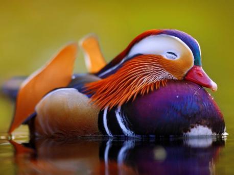 The female Mandarin ducks are, in contrast to the males, comparatively simple, and much less dramatic in appearance. Their body is largely covered by buff- and grey-colored feathers. The head is also grey, with a grey beak and crest, and a narrow white eye-ring extending from around the eyes to the back of the neck. The size of Mandarin ducks ranges between 8.3 and 9.7 inches (21.0-24.5 centimeters). The average weight of males is around 1.4 pounds (0.63 kilograms) and that of females is around 2.4 pounds (1.08 kilograms). There are many creatures where the make and the female looks quite different. Can you tell us which ones you remember, please? Thanks.