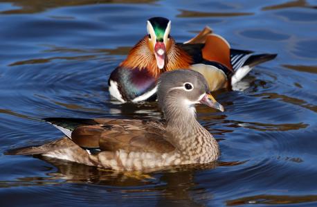 The Mandarin ducks were native to China, south-east Russia, Korea and Japan. On popular demand for their beauty, they were exported to many countries worldwide. Currently, their largest populations occur in Japan and Britain. Escape from captivity led to the growth of feral populations of Mandarin ducks as introduced species in many regions, including Britain, Ireland, Germany, and northern California in the US. The Mandarin ducks prefer to inhabit water bodies lining dense, shrubby, forested lands. They are thus found in ponds, lakes, rivers, marshes and swamps with plenty of emergent vegetation. Although these ducks are primarily found in freshwater, they can also be spotted in coastal lagoons and estuaries, especially during the winter season. Large scale exports, hunting, and degradation of habitat of the Mandarin ducks have led to a significant decline in the numbers of this species within their native habitats. Only about 1,000 pairs of these beautiful creatures survive in their Russian and Chinese homelands today. The most important natural predators of these ducks include feral dogs, minks, and Eurasian eagle-owls. As I live in a city, the ducks worse predators are men. Are there any ducks in your area? If there are, please let us know which predators they have to mainly deal with. Thanks.