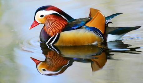 Mandarin ducks usually feed during dawn and at dusk. They spend most of the rest of the day perching atop trees near the water bodies. Their wings are large compared to their body sizes, and hence they are able to swiftly take off from the water during times of danger. The males make whistling sounds or grunts, while females producer softer vocal tones. The males raise their crest as a courtship display, or during times of disturbance, but this behavior is not exhibited by females. Did you ever have a duck as a pet?