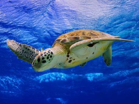 Loggerhead, hawksbill, leatherback, olive ridley, flatback, green, and Kemp's ridley are the seven species of marine turtles found in the oceans of our world. We will check a few today, and the rest in the next survey. Did you know all of them before today?